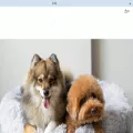wholesomepetsjapan.com