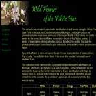 wildflowersofthewhitepine.com