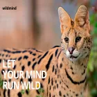 wildmindscience.org